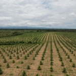 Fincas en San Carlos